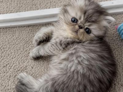 Coins Persian Kittens - Persian - Gallery Photo #1