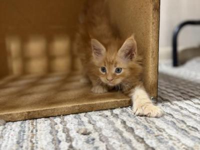 Chili - Maine Coon - Gallery Photo #1
