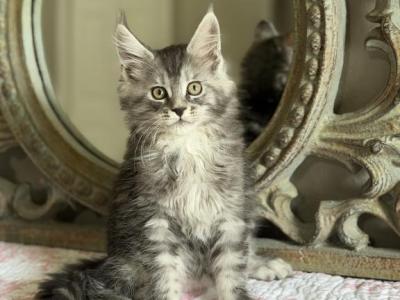 Aurora - Maine Coon - Gallery Photo #1