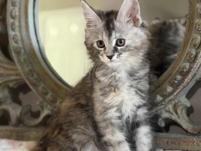 Vega - Maine Coon - Gallery Photo #1