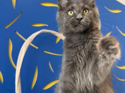 Blue  Sky - Maine Coon - Gallery Photo #1