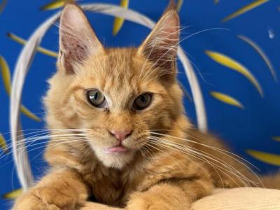 Zark - Maine Coon - Gallery Photo #1