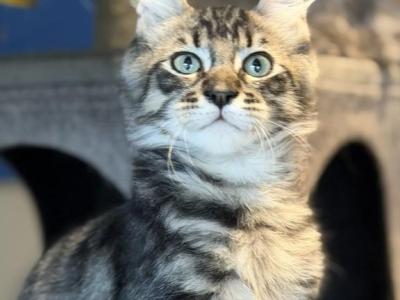 Moon Cat Maine Coon And Elf Sphynx Mix - Maine Coon - Gallery Photo #1