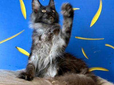 Black Smoke Babies - Maine Coon - Gallery Photo #1