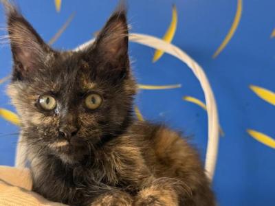 Torti First Light - Maine Coon - Gallery Photo #1