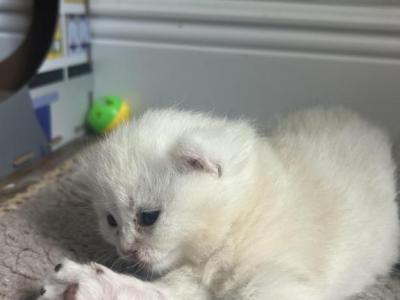 Opal - British Shorthair - Gallery Photo #1