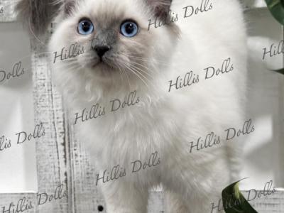 Traditional Blue Point Male Health Tested Parents - Ragdoll - Gallery Photo #1