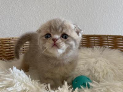 Beige Scottish Fold Kitten - Scottish Fold - Gallery Photo #1