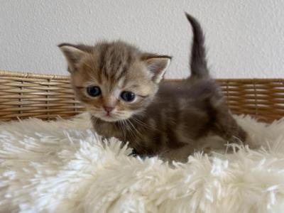 Chocolate Marble Scottish Kitten - Scottish Straight - Gallery Photo #1