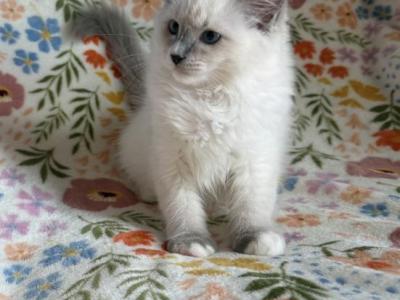 TICA Blue Mitted Mismarked Ragdoll Girl Lilibet - Ragdoll - Gallery Photo #1