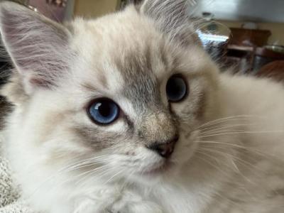 Simba - Ragdoll - Gallery Photo #1