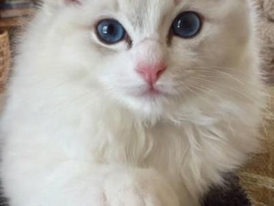 Bluebelle - Ragdoll - Gallery Photo #1