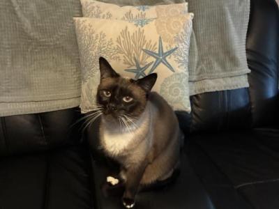 Eclipse - Siamese - Gallery Photo #1