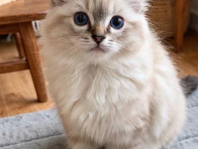 Honey - Ragdoll - Gallery Photo #1