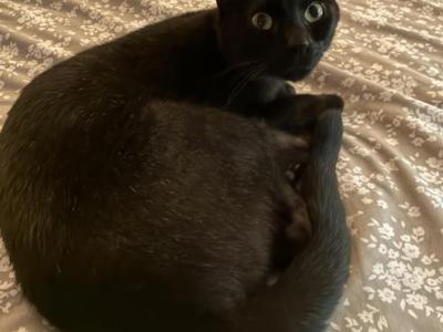 Berlioz - Domestic - Gallery Photo #1