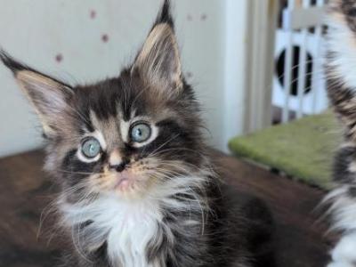 Kate - Maine Coon - Gallery Photo #1