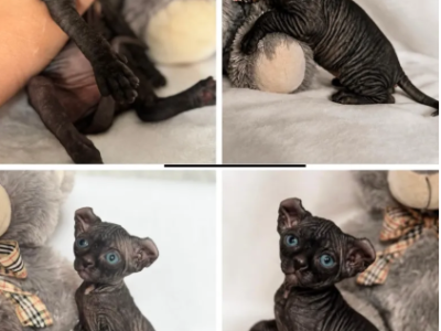 Mama - Sphynx - Gallery Photo #1