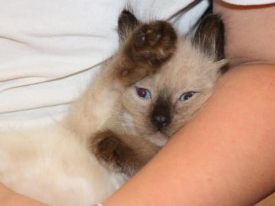 Jupiter - Ragdoll - Gallery Photo #1