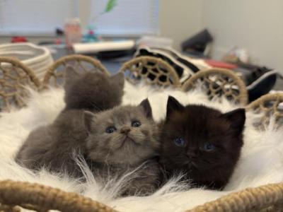 Litter 1 - British Shorthair - Gallery Photo #1