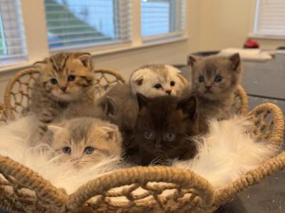 Litter 2 - Scottish Fold - Gallery Photo #1