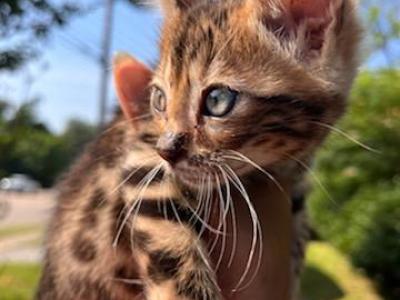 Dora - Bengal - Gallery Photo #1