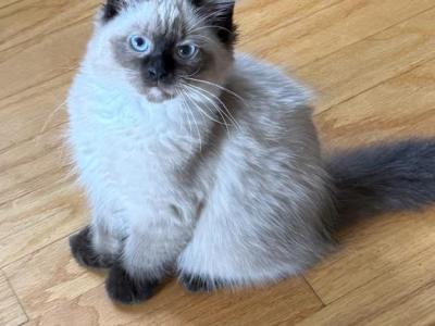 Baby Male2 - Ragdoll - Gallery Photo #1