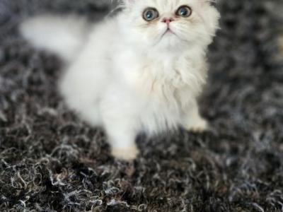 Labor Day Special Shaded Silver Persian - Persian - Gallery Photo #1