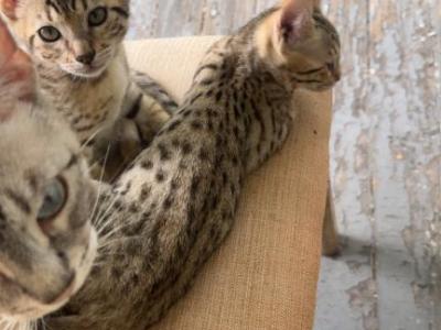 Bengal Savannahs - Bengal - Gallery Photo #1