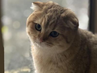 Basbous - Scottish Fold - Gallery Photo #1
