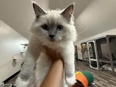 Princess Evangeline - Ragdoll - Gallery Photo #1
