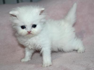 White Male Persian Kitten Bisquit - Persian - Gallery Photo #1
