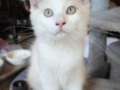 Jimmie - Ragdoll - Gallery Photo #1