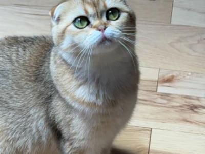 Luna - Scottish Fold - Gallery Photo #1