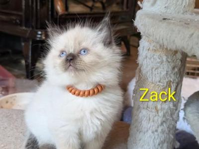Zack - Ragdoll - Gallery Photo #1