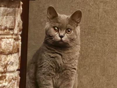 Prada - British Shorthair - Gallery Photo #1