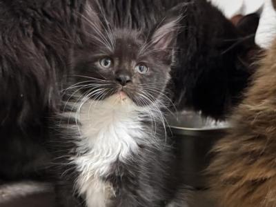 Mainecoons - Maine Coon - Gallery Photo #1