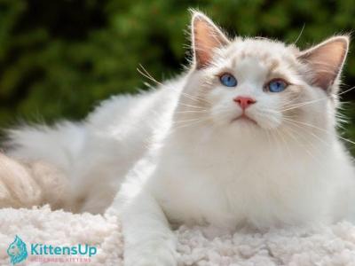 Lord - Ragdoll - Gallery Photo #1