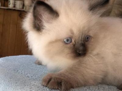 Zeke - Ragdoll - Gallery Photo #1