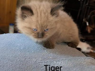 Tiger - Ragdoll - Gallery Photo #1