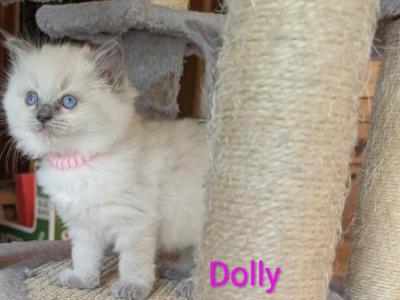 Dolly - Ragdoll - Gallery Photo #1