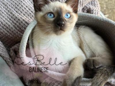 Kiwi - Siamese - Gallery Photo #1