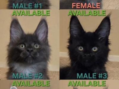 Thorin N Company - Maine Coon - Gallery Photo #1