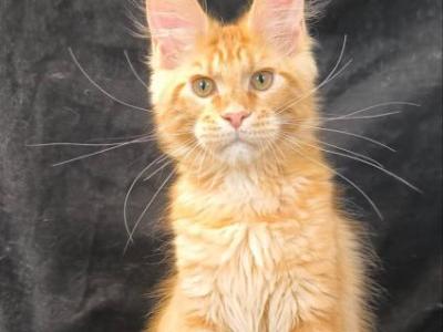 Luthor - Maine Coon - Gallery Photo #1