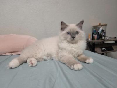 Snow - Ragamuffin - Gallery Photo #1