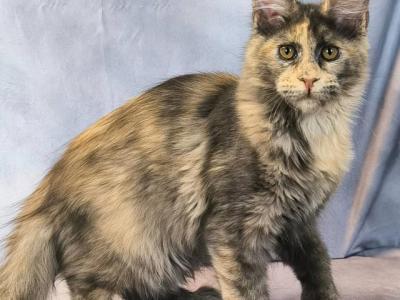 Livia Polydactyl - Maine Coon - Gallery Photo #1