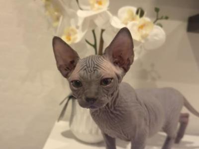 Blue Sphynx Priced Reduced - Sphynx - Gallery Photo #1