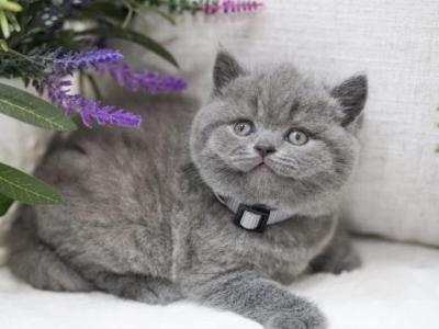 Ira - British Shorthair - Gallery Photo #1