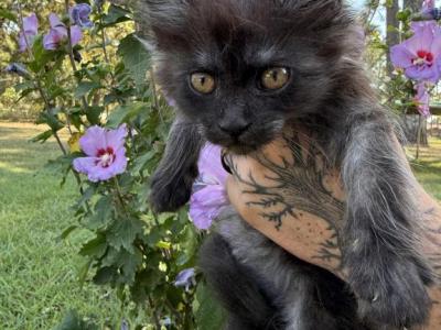 Andarna Empyrean Litter - Maine Coon - Gallery Photo #1