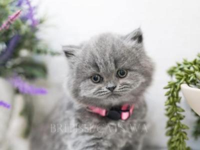 Holly - British Shorthair - Gallery Photo #1