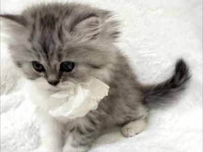 British Longhair X Munchkin - British Shorthair - Gallery Photo #1